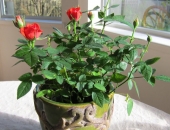 Bí quyết hay giúp bạn chăm sóc cây hoa hồng ngay tại ngôi nhà của bạn 