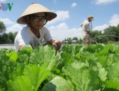 Nông dân Bình Thuận xây dựng thương hiệu rau an toàn